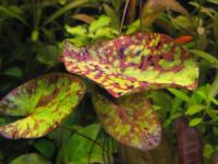 Lotos Nymphaea micrantha saxon4