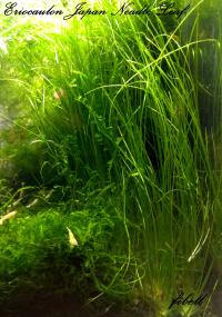 Eriocaulon sp. Japan Needle Leaf kolekcja od fibell