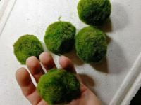 Cladophora aegagrophila (шаровидная) большая