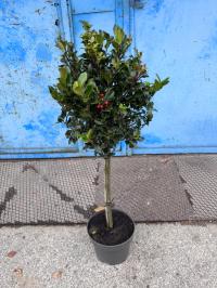 Ostrokrzew Meservy Blue Princess na Pniu ZIMOZIELONY Mrozoodporny