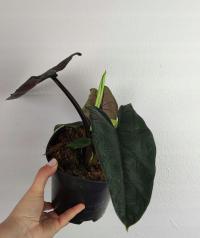 Alokazja Alocasia Scalprum 35 cm