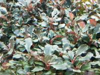 БУЦЕФАЛАНДРА коричневая пурпурная-подводное разведение