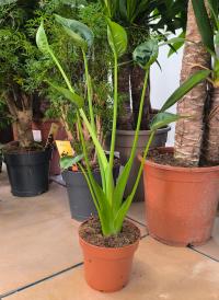 Alokazja Alocasia Tiny Dancer 40 cm