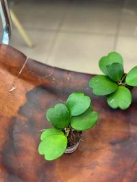 Hoja sercowata | Hoya kerrii DØ6cm ROSNĄCA Z PĘDEM