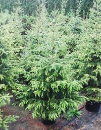 Ель сербская-большая елка