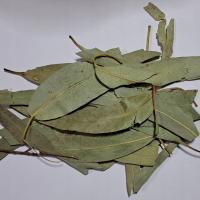 Eukaliptus Liść Cały Nie Krojony 100 G Rafex