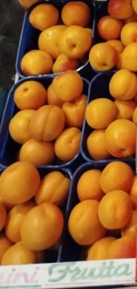 Gospodarstwo Rohoznice Morele Włochy Orange Rubis