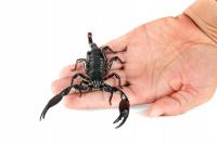 Heterometrus SPINIFER крупные особи Скорпион 9-10 см