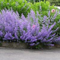 Антикомар отпугивает насекомых кошачья мята семена 0,5 г Непета Муссин