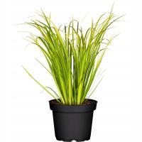 INVITAL Acorus gramineus koszyk Ø 5,5 cm