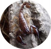 Euscorpius tergestinus (SpidersForge)