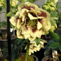 CIEMIERNIK DOUBLE ELLEN YELLOW SPOTTED - RÓŻA BOŻEGO NARODZENIA P11/1 LITR