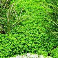 Hemianthus callitrichoides Cuba (in-vitro) puszka 7cm TROPICA 12GROW