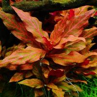 Alternanthera Red Ruby (in-vitro) puszka 10cm XXL