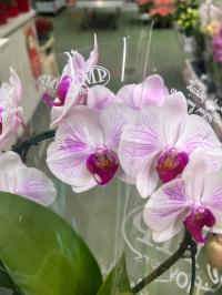 Storczyk Jmp 2 pędy 60cm formowany świeża dostawa