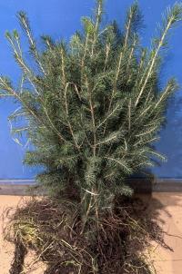 Ель обыкновенная для живой изгороди саженцы 25-50 см питомник