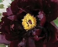 Пион бордовый древесный акция!!