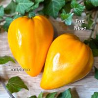 Pomidor Fox Nose