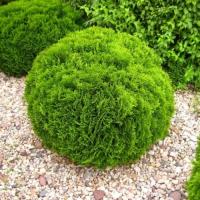 Thuja Tuja Danica 1 szt. doniczka P9