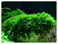 Mech Christmas moss (Xmas) kubek 10cm in vitro