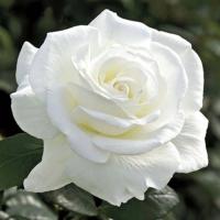 Роза крупноцветковая белая