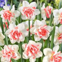 Нарцисс полный Replete 5 шт. луковицы луковицы цветы