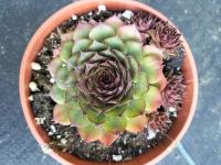 Rojnik 287 EYAFJALLA ciemna u nasady liści i zieleniejąca na brzegach liści