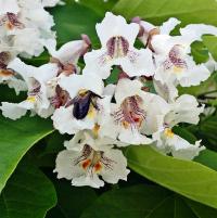 CATALPA SPECJOSA KATALPA WIELKOKWIATOWA