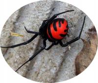 Latrodectus elegans samica (SpidersForge)