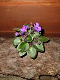 Африканская фиалка Saintpaulia MINIATURA фиолетовый грелка бесплатно
