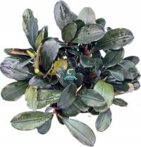 Bucephalandra sp. 'Theia' [koszyk]