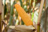 Nasiona Kukurydzy Kukurydza Vistula FAO 210-220