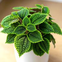 Pilea 'Moon Valley' лунная крапива грубая морщинистая структура