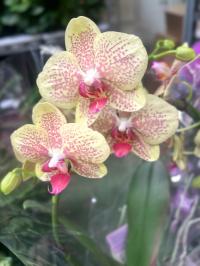 Storczyk żywy JMP 60/70cm pulsation formowany