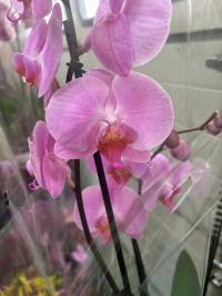 Орхидея живая JMP 60см 2 побега свежая доставка