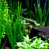 Vallisneria green americana - RA koszyk XXL