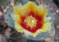 Opuncja Sapphire Wave cięta zimująca