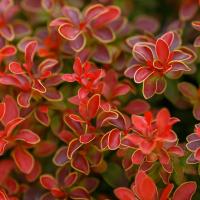 Барбарис Золотое кольцо НАНА желтый окантованный лист красивая миниатюрная рассада P9