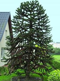 Морозостойкий Араукария чилийская обезьяна дерево (Araucaria Araucana) семена