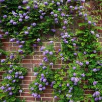 Glicynia amerykańska Longwood Purple NAJPIĘKNIEJSZE PNĄCZE wisteria 1L