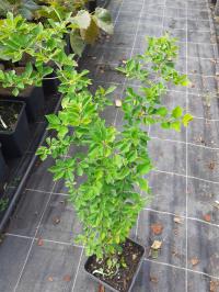 Kudrania - Cudrania Tricuspidata