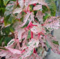 Клен выразительный красный фламинго коллекционный полностью отличается от всех