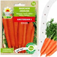 Nasiona warzyw na taśmie MARCHEW Amsterdam 6 m wczesna