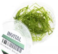 INVITAL V. Reticulata 