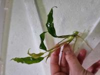 Anubias species sadzonka z uprawy podwodnej