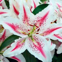 Lilia orientalna Lovely Day 1 szt. луковицы луковицы Лилии Лилии
