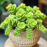 Crassula Marnieriana 'Hottentot' мелкие зеленые звезды Крассула-суккулент