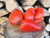 Pomidor Aunt Swarlos Polish Plum nasiona kolekcjonerskie