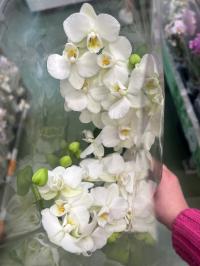 Орхидея живая JMP 40см 3 побега Multiflora мелкие цветы