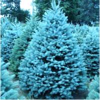 Голубая ель серебряная колючая семена красивая рождественская елка